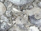 Wide Kosmoceras Ammonite Cluster - England #30774-2